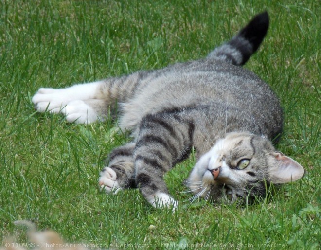 Photo de Chat domestique