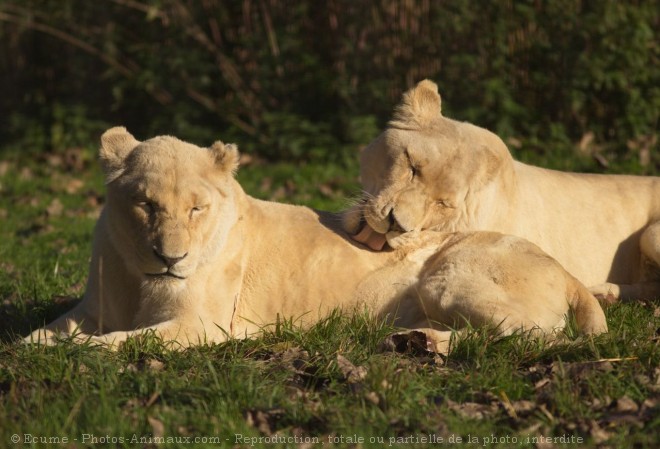 Photo de Lion