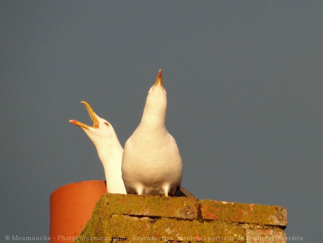 Photo de Goeland