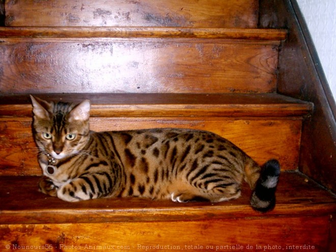 Photo de Bengal