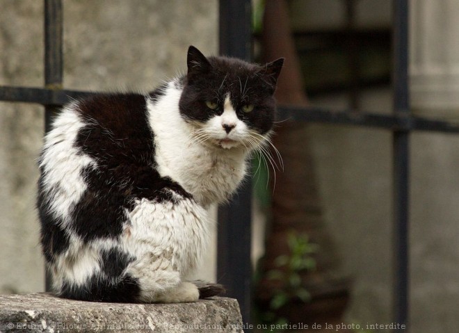 Photo de Chat domestique