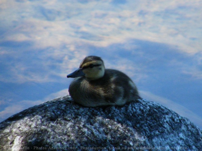 Photo de Canard