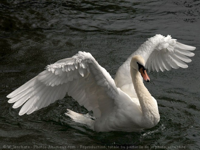 Photo de Cygne