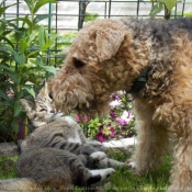 Photo de Races diffrentes