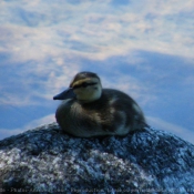 Photo de Canard