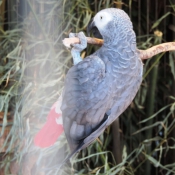 Photo de Perroquet - gris du gabon