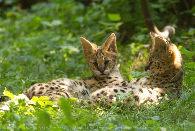 Photo de Serval