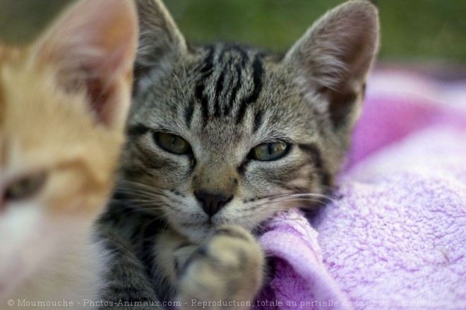 Photo de Chat domestique