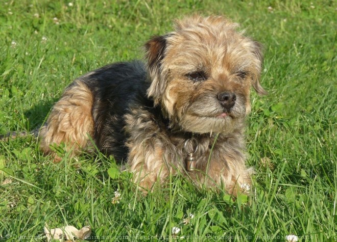 Photo de Border terrier