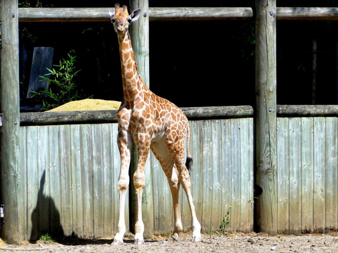 Photo de Girafe