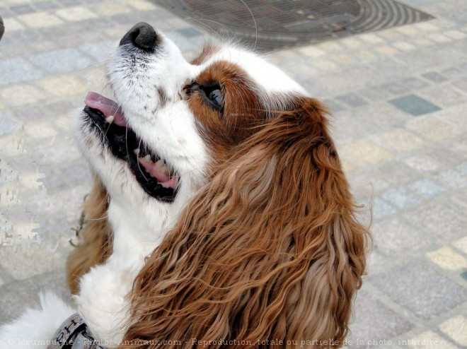 Photo de Cavalier king charles spaniel