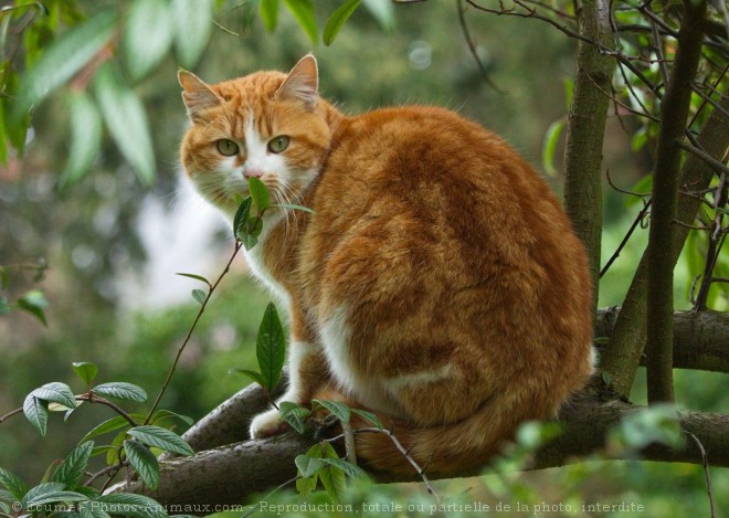 Photo de Chat domestique