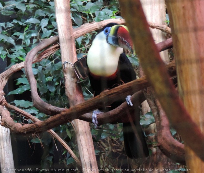 Photo de Toucan