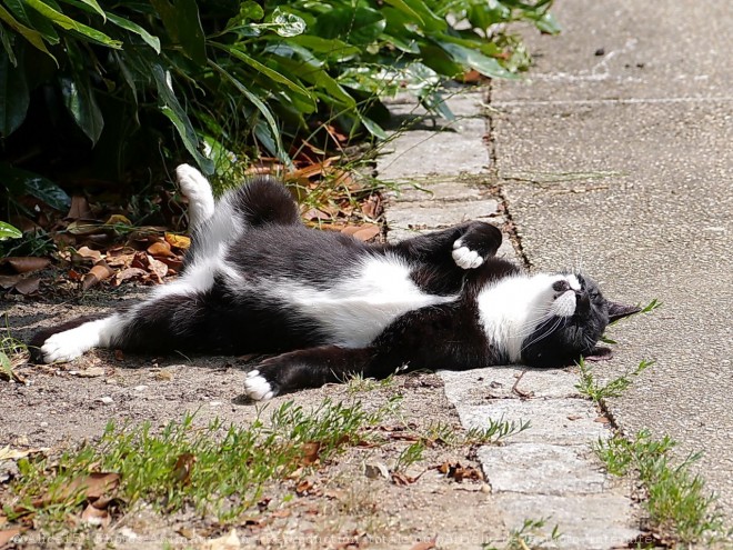 Photo de Chat domestique