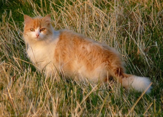 Photo de Chat domestique