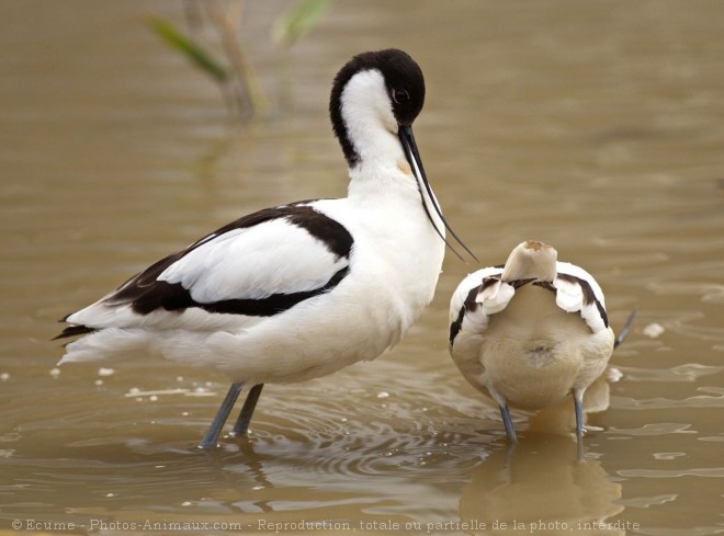 Photo d'Avocette