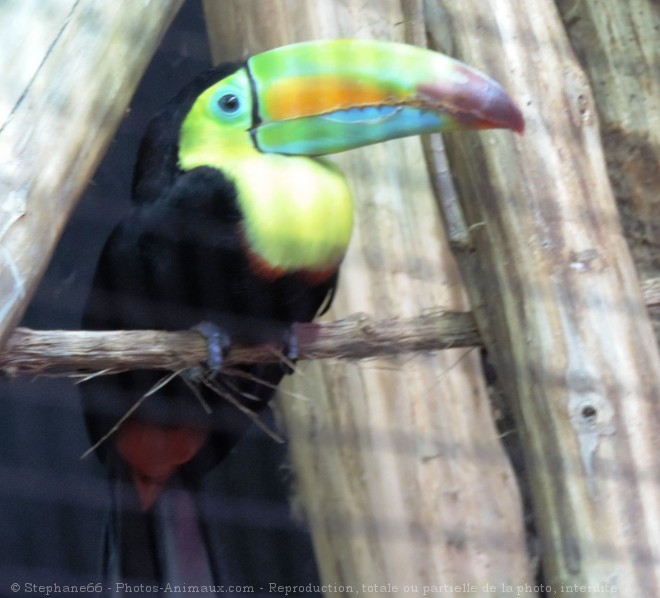 Photo de Toucan