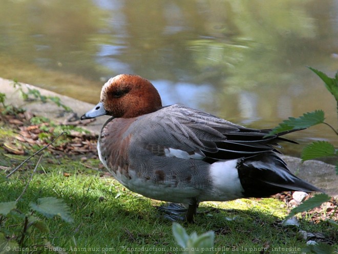 Photo de Canard