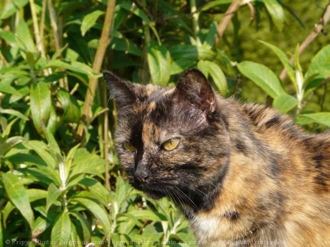 Photo de Chat domestique