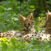 Photo de Serval