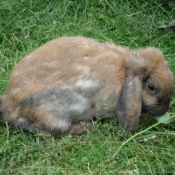 Photo de Lapin