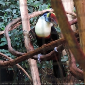 Photo de Toucan