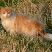 Photo de Chat domestique