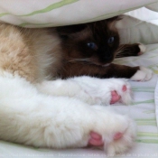 Photo de Ragdoll