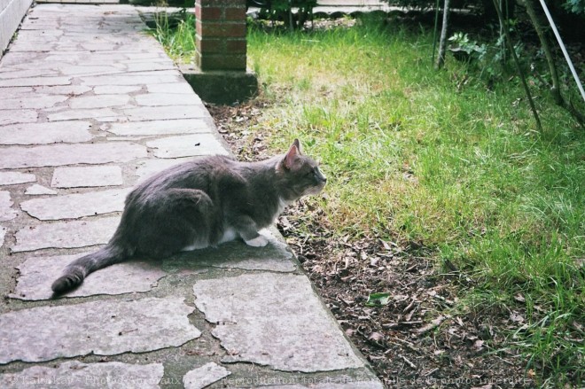 Photo de Chat domestique