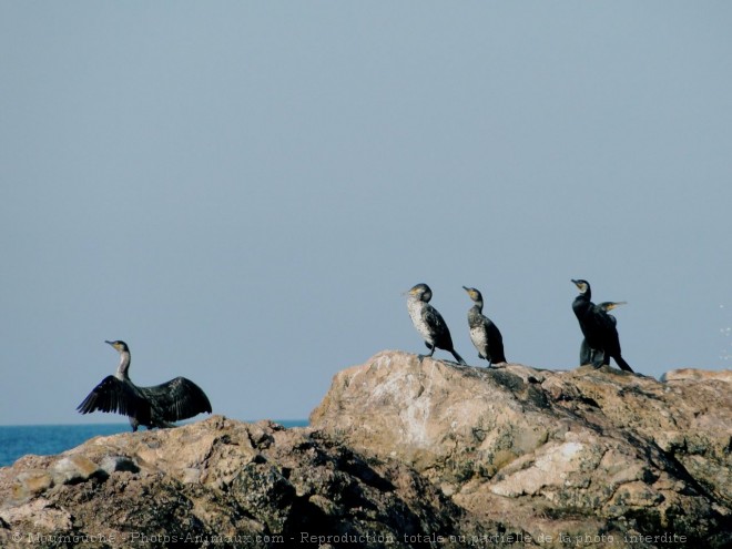 Photo de Cormorans hupps