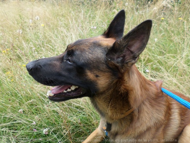 Photo de Berger belge malinois