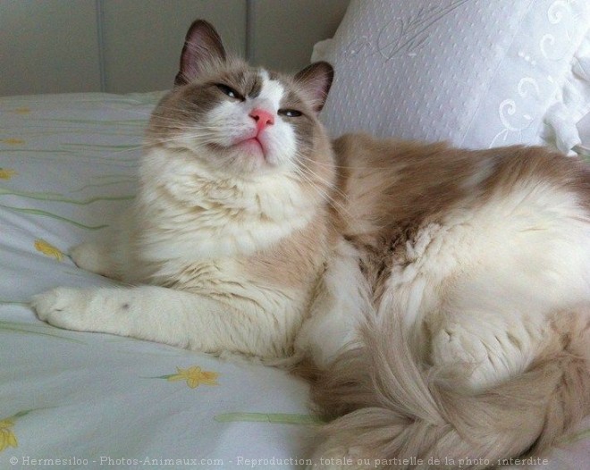 Photo de Ragdoll