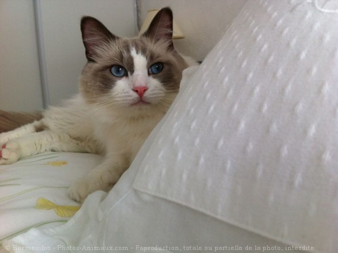 Photo de Ragdoll