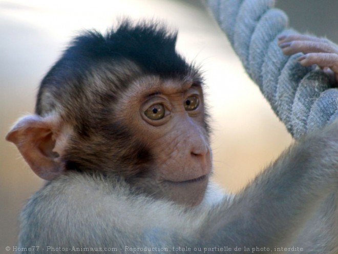 Photo de Singe - macaque