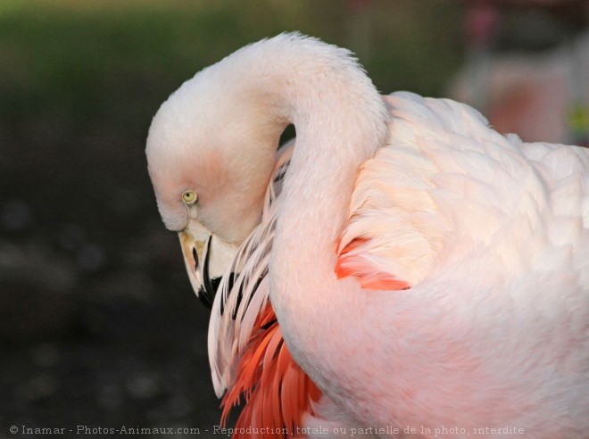 Photo de Flamand rose