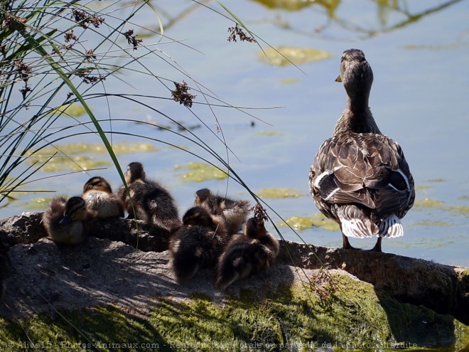 Photo de Canard colvert