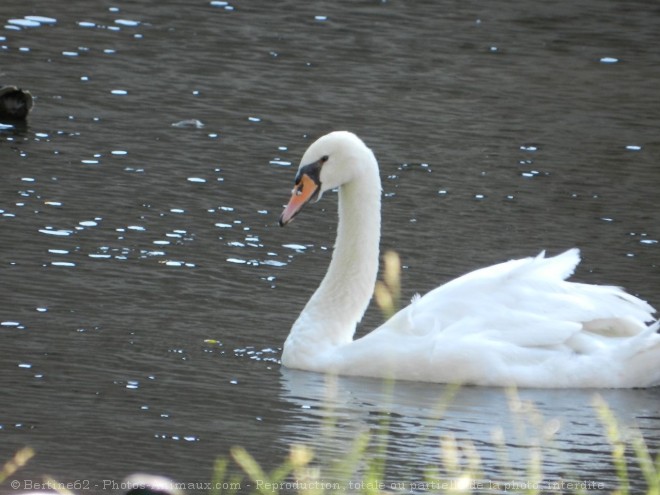 Photo de Cygne