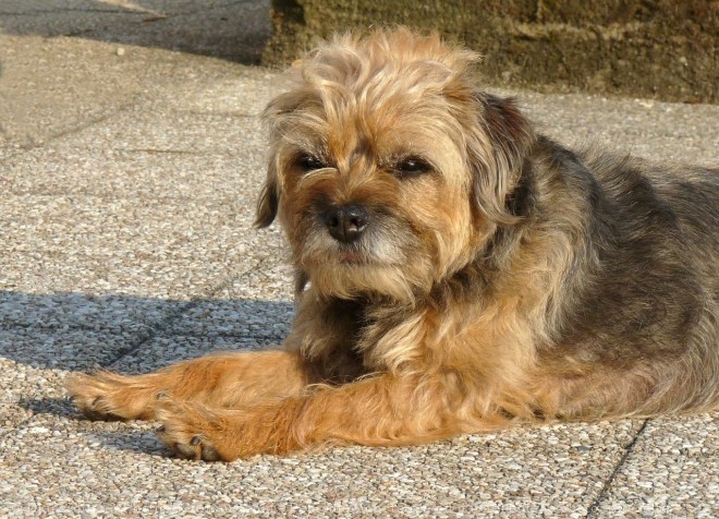 Photo de Border terrier