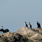 Photo de Cormorans hupps