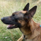 Photo de Berger belge malinois