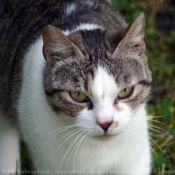 Photo de Chat domestique