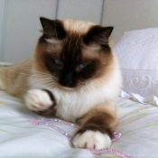 Photo de Ragdoll