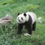 Photo de Panda