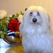 Photo de Coton de tulear