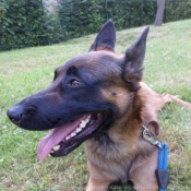 Photo de Berger belge malinois