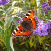 Photo de Papillon