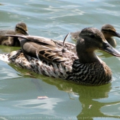 Photo de Canard colvert