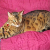 Photo de Bengal