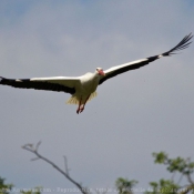 Photo de Cigogne