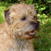 Photo de Border terrier